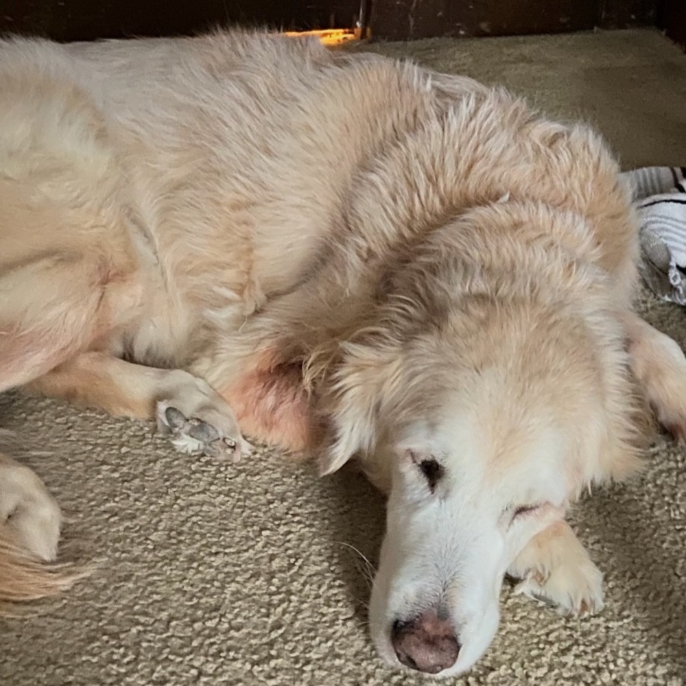 Meet your Posher, Henry